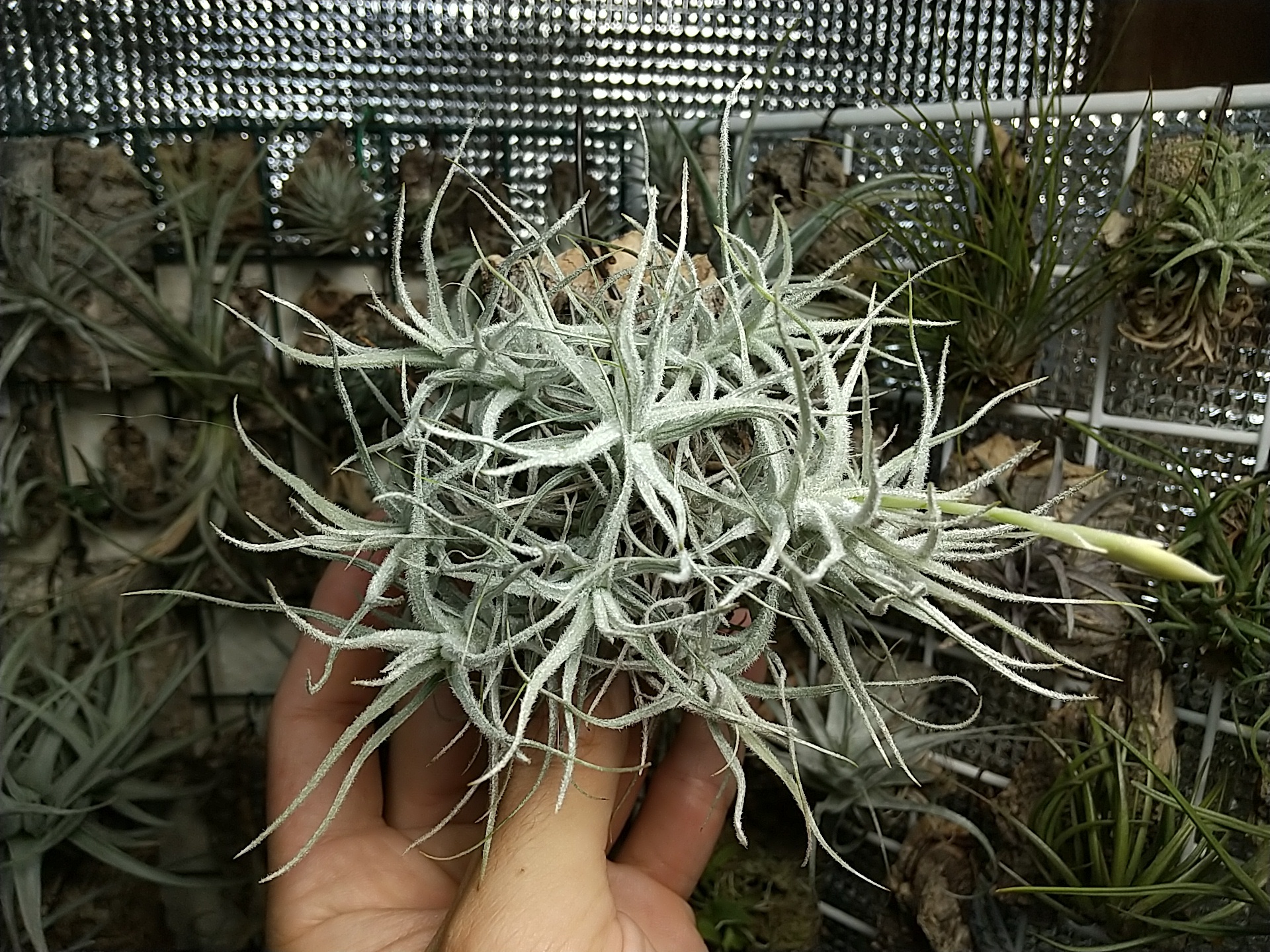 テクトラムの育て方 ティランジア チランジア エアープランツ 栽培 水やり