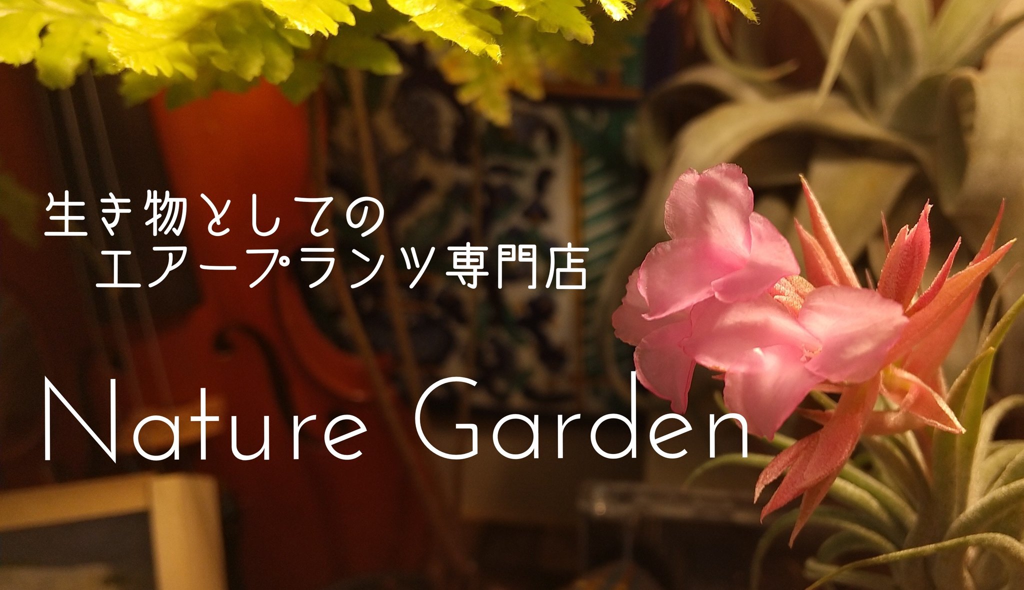 エアープランツ専門店nature Garden 愛知県 瀬戸市 岐阜県 東海 中部 エアープランツ ティランジア チランジア 販売 通販 レア種 初心者